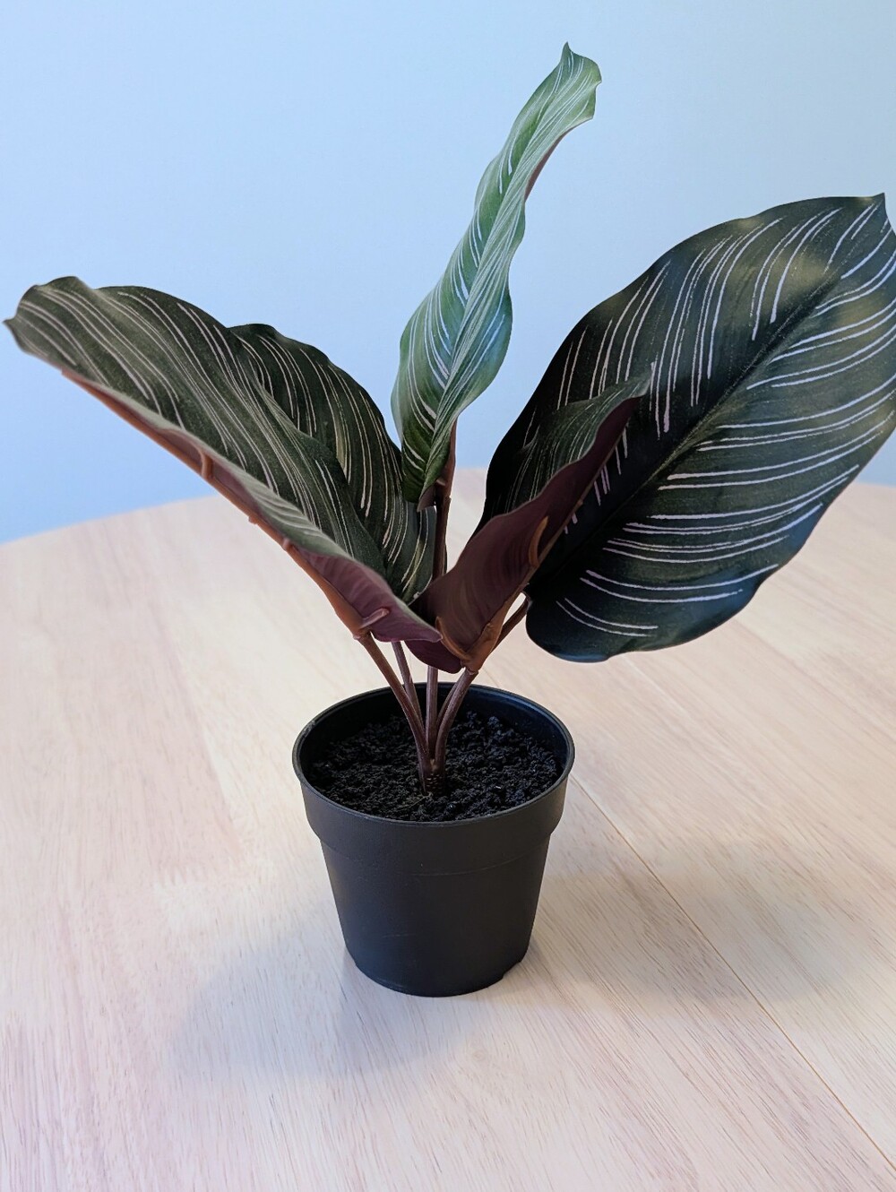 Brand New Artificial Calathea Pinstripe Plant